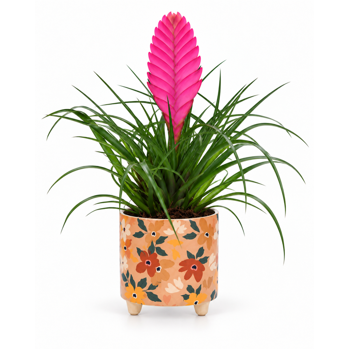 Tillandsia in oker bloemtjes pot