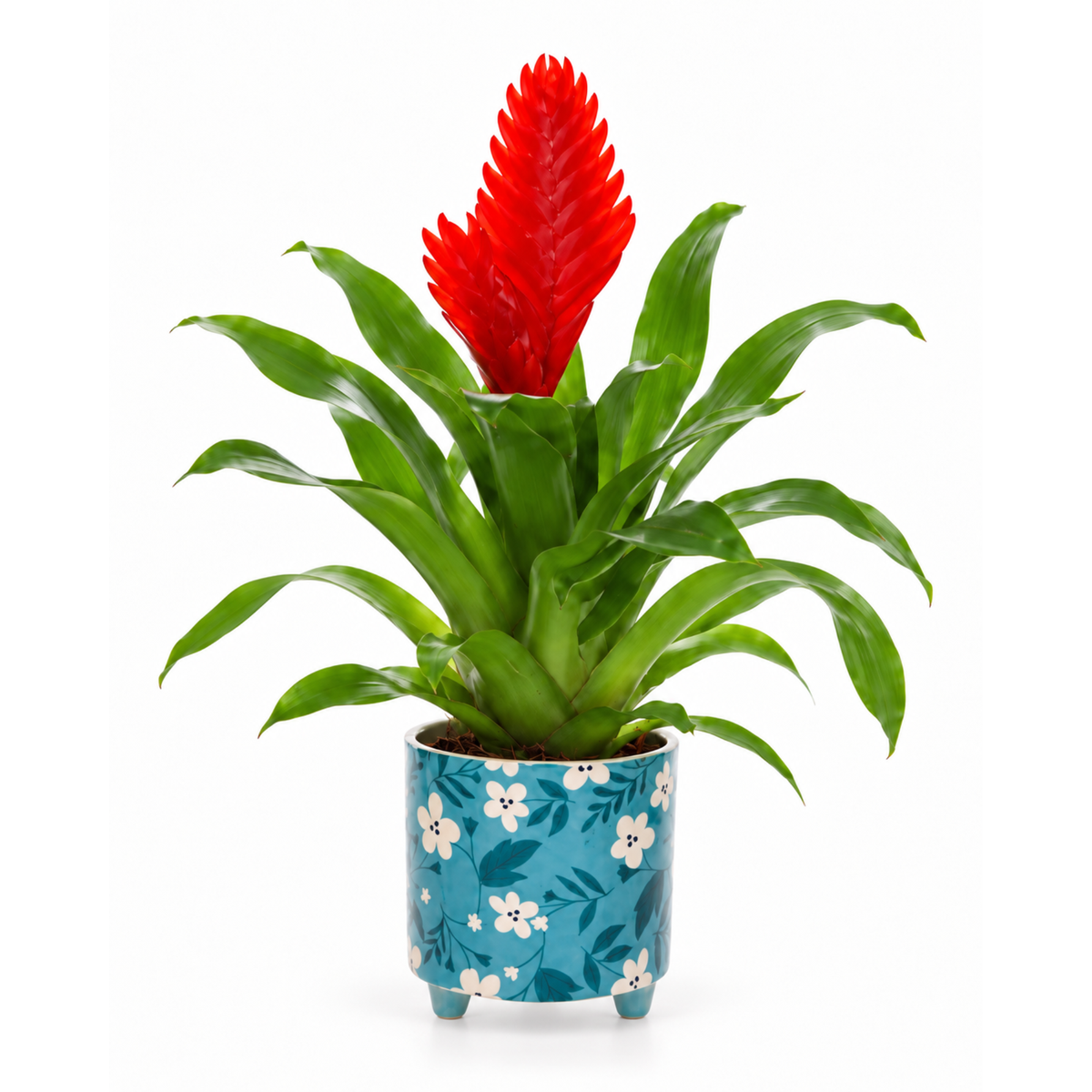 Vriesea in blauwe bloemtjes pot