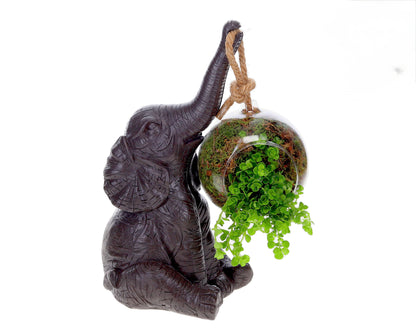 Zwart  olifant pilea 