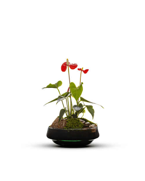 Anthurium | in vaas Iris - Green Bottle Garden