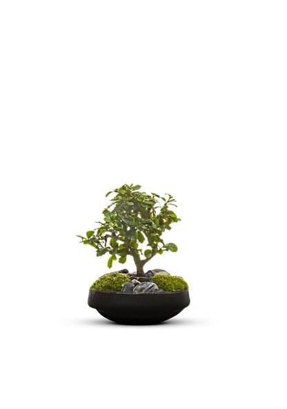 Bonsai | in vaas Iris - Green Bottle Garden