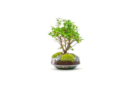 Bonsai | in vaas Iris - Green Bottle Garden