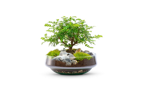 Bonsai | in vaas Iris - Green Bottle Garden