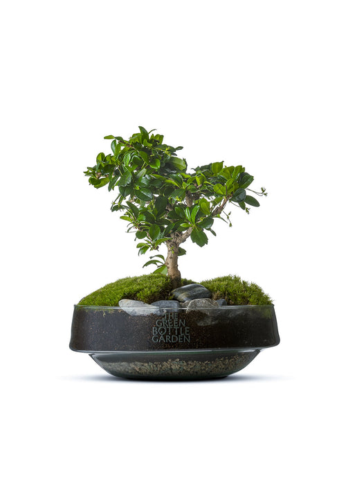 Bonsai | in vaas Iris - Green Bottle Garden