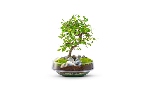 Bonsai | in vaas Iris - Green Bottle Garden