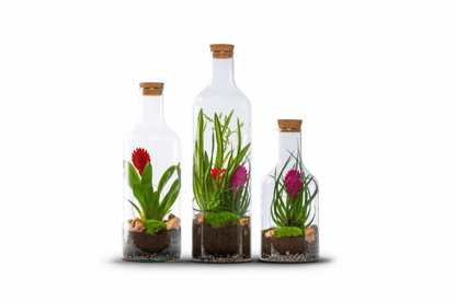 Bottle Bromelia - The Green Bottle Garden