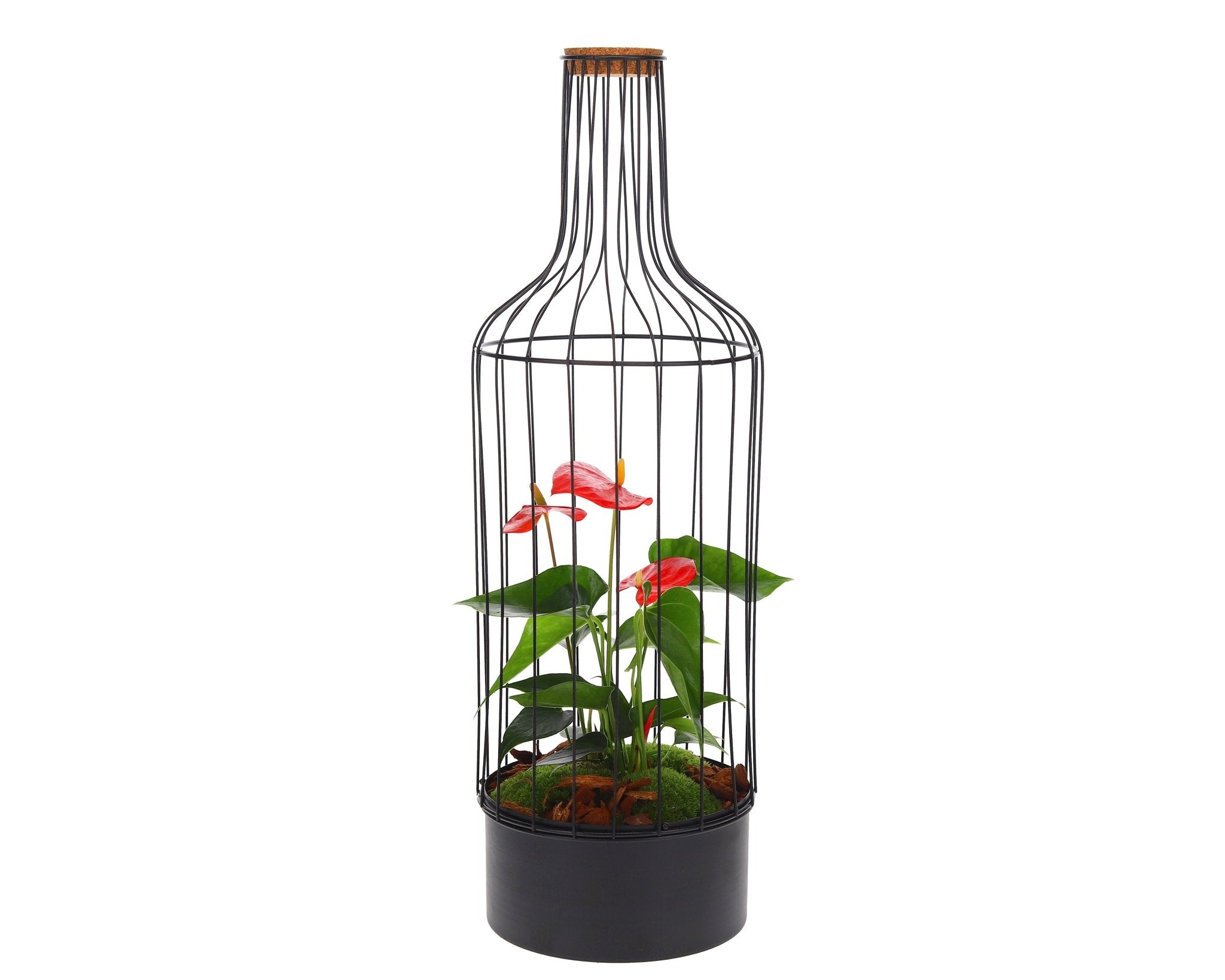 Bottle Metaal Anthurium - The Green Bottle Garden