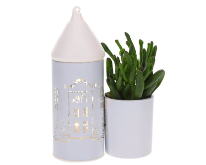Crassula in Lighting huisje - The Green Bottle Garden
