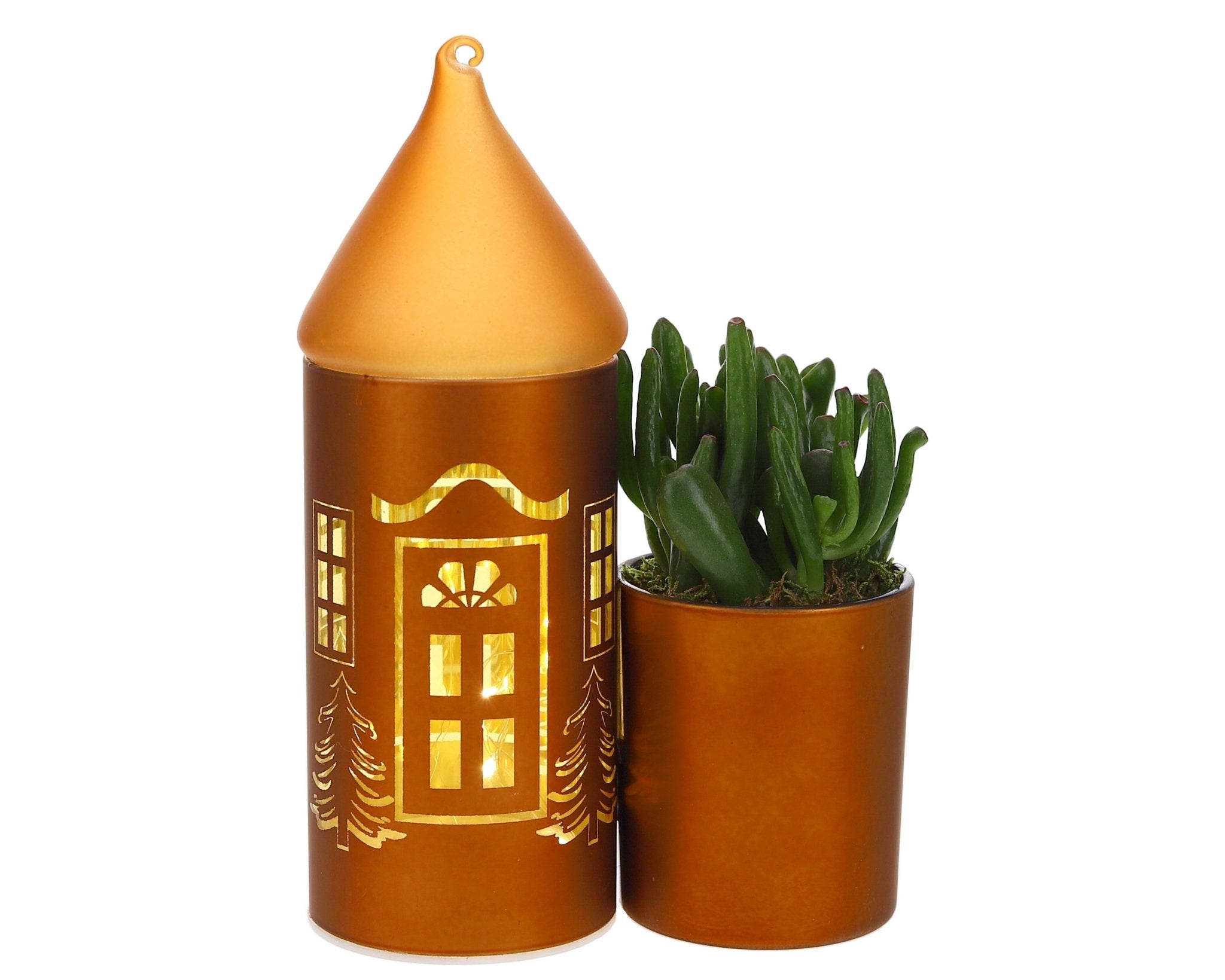 Crassula in Lighting huisje - The Green Bottle Garden