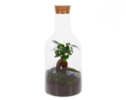 ficus Bonsai boom in glas