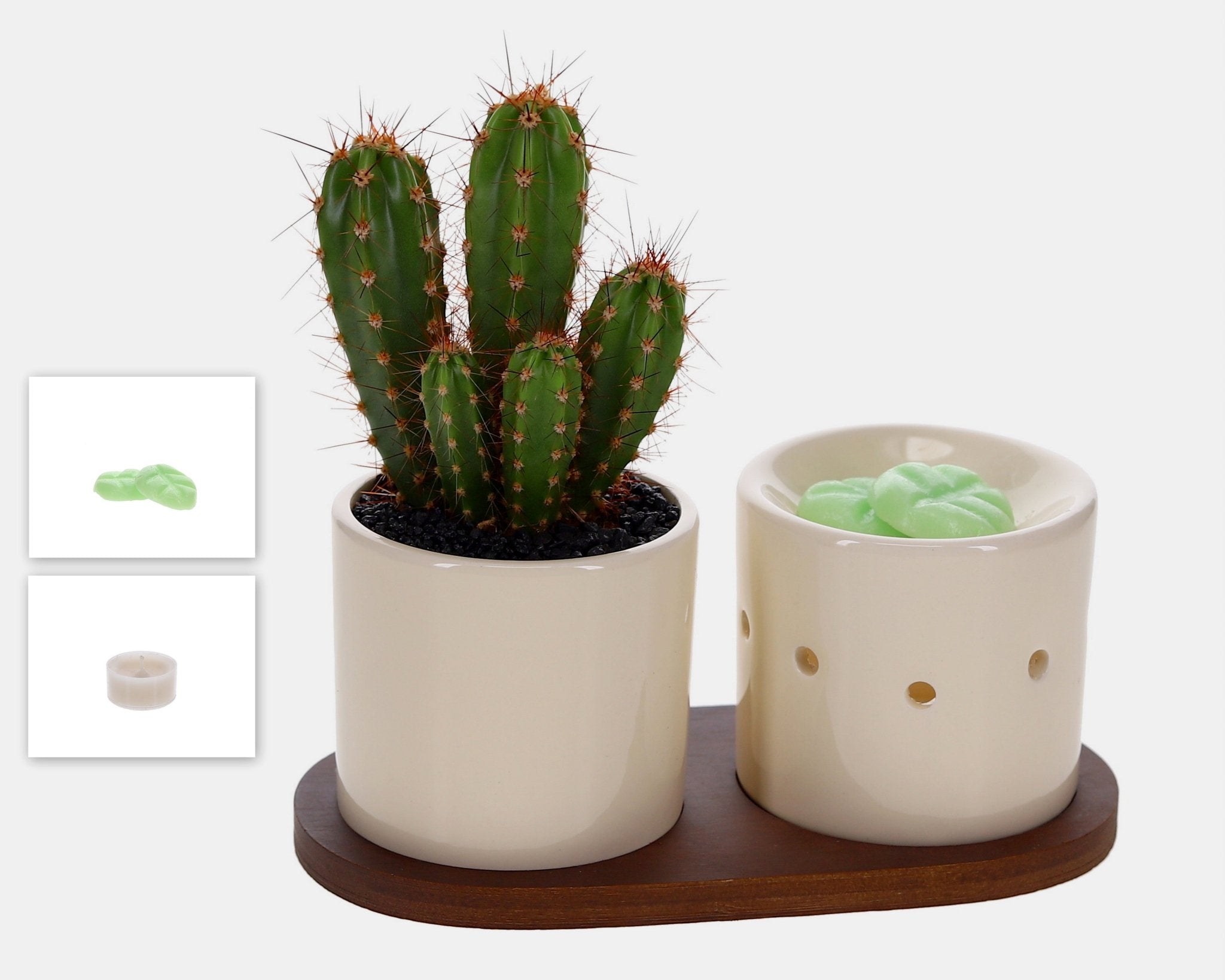Fusion Scents Cactus - The Green Bottle Garden