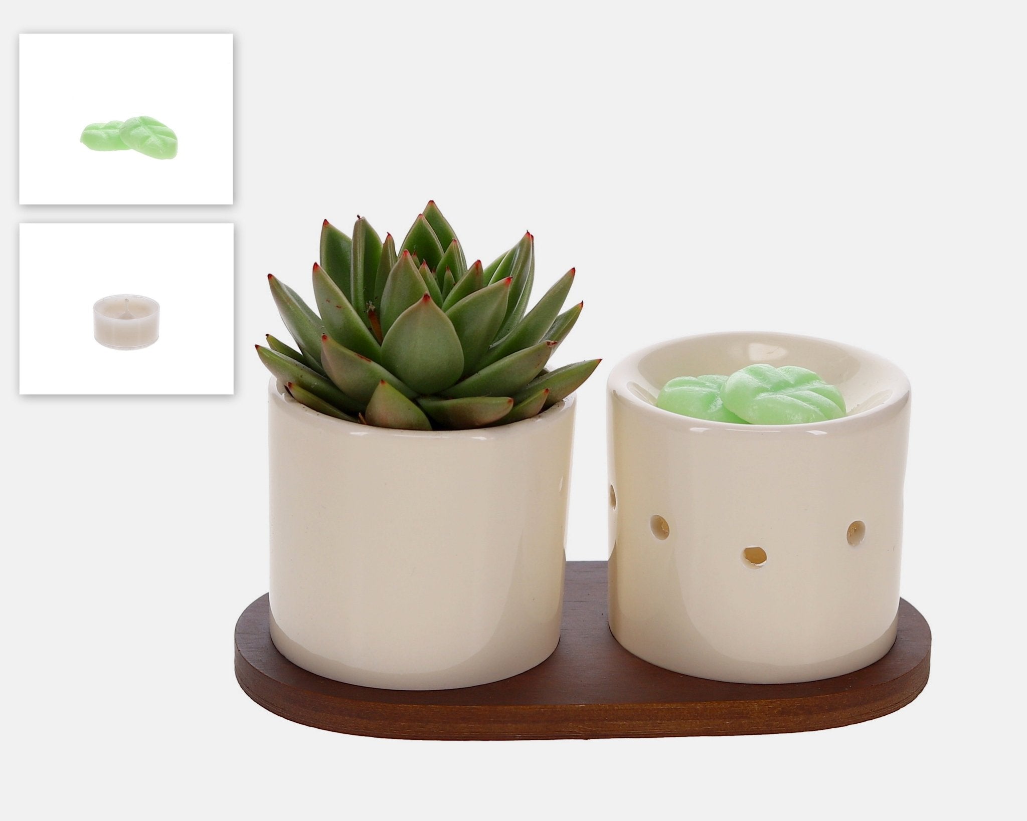 Fusion Scents Echeveria - The Green Bottle Garden