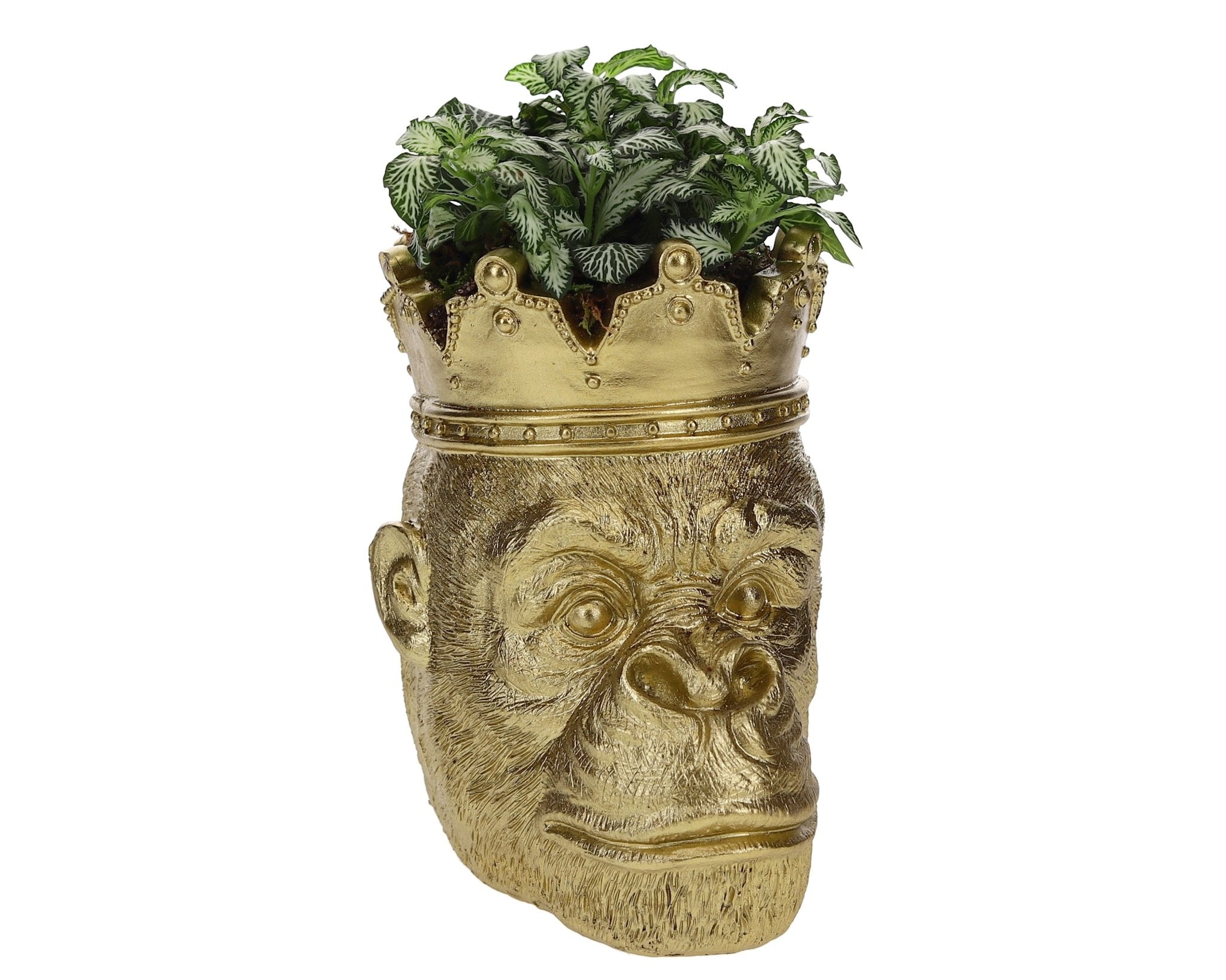 Golden monkey Fittonia - The Green Bottle Garden