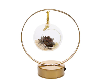 Lighting Boog Succulent | Echeveria Purpusorum (Zwart & Goud) - The Green Bottle Garden