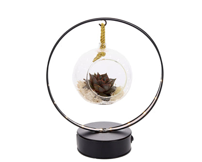 Lighting Boog Succulent | Echeveria Purpusorum (Zwart & Goud) - The Green Bottle Garden