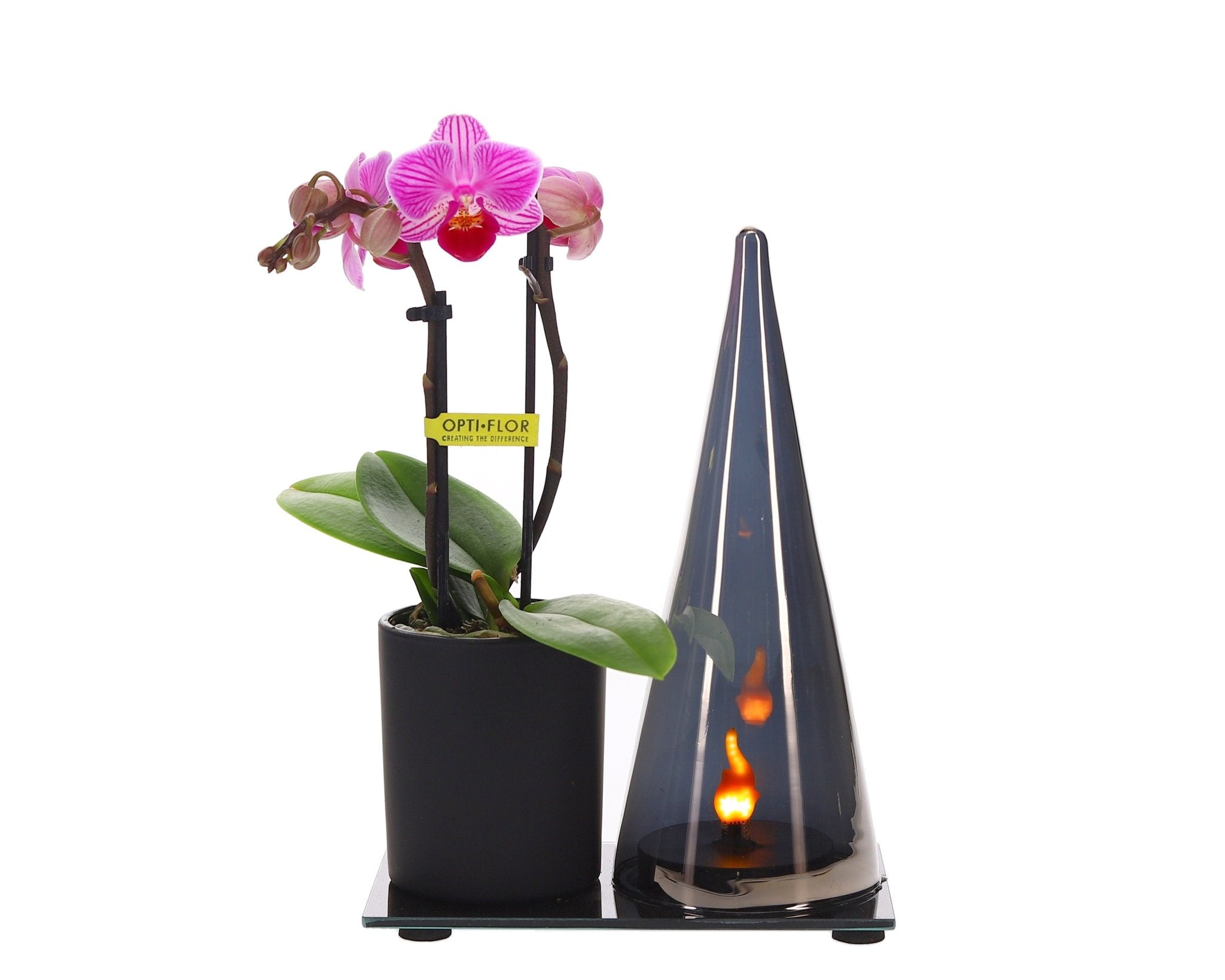 Lighting Duo Orchidee – Bloei & Licht op één plateau - The Green Bottle Garden