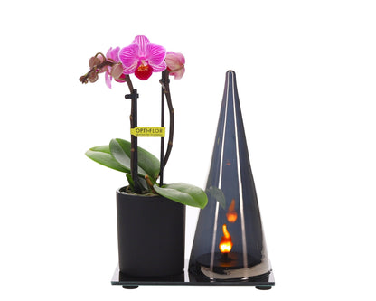 Lighting Duo Orchidee – Bloei & Licht op één plateau - The Green Bottle Garden