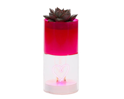 Lighting Love Succulent | Echeveria Purpusorum (Roze & Rood) - The Green Bottle Garden