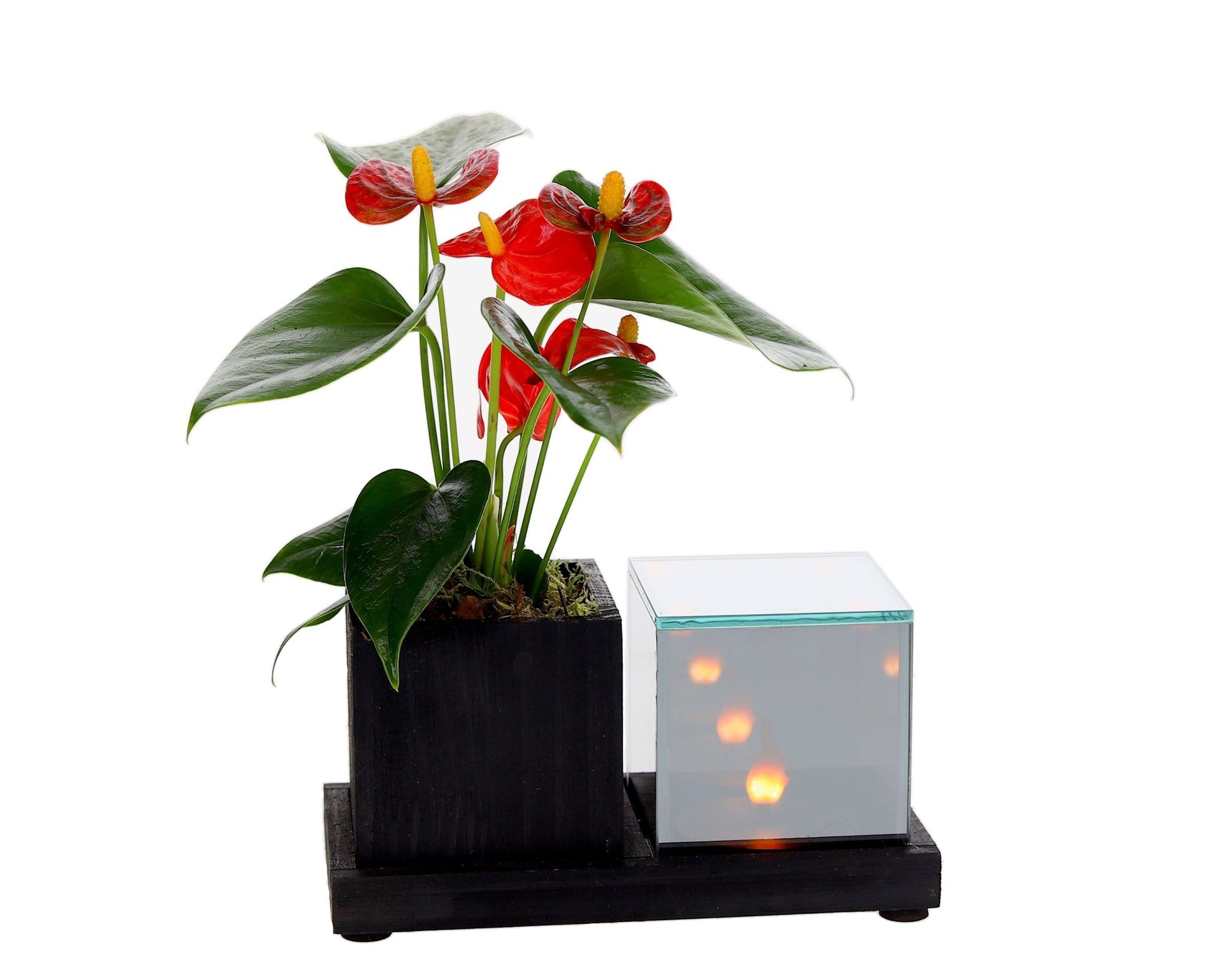 Anthurium in Lighting Planter, stylish flowering plant with LED – The Green  Bottle Garden