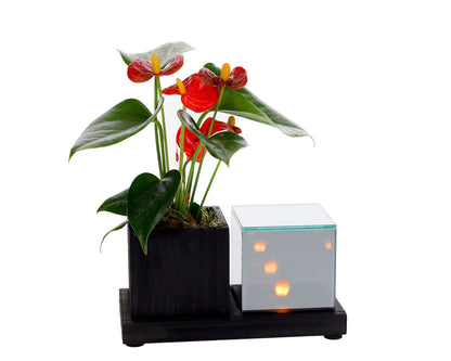 Lighting Planter Anthurium – Sfeerverlichting & Bloeiend Groen - The Green Bottle Garden