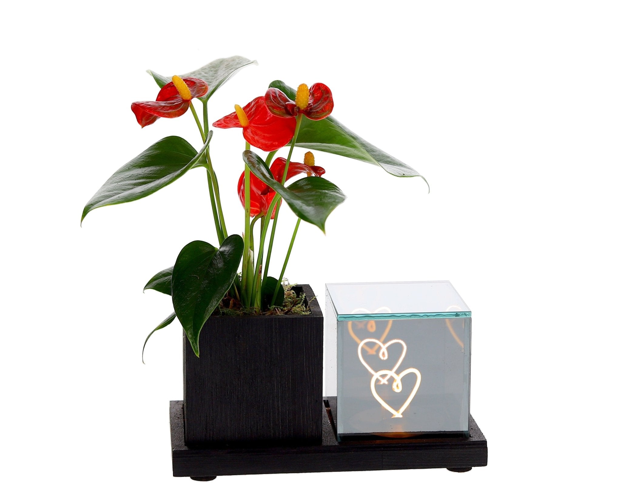 Lighting Planter Anthurium – Sfeerverlichting & Bloeiend Groen - The Green Bottle Garden