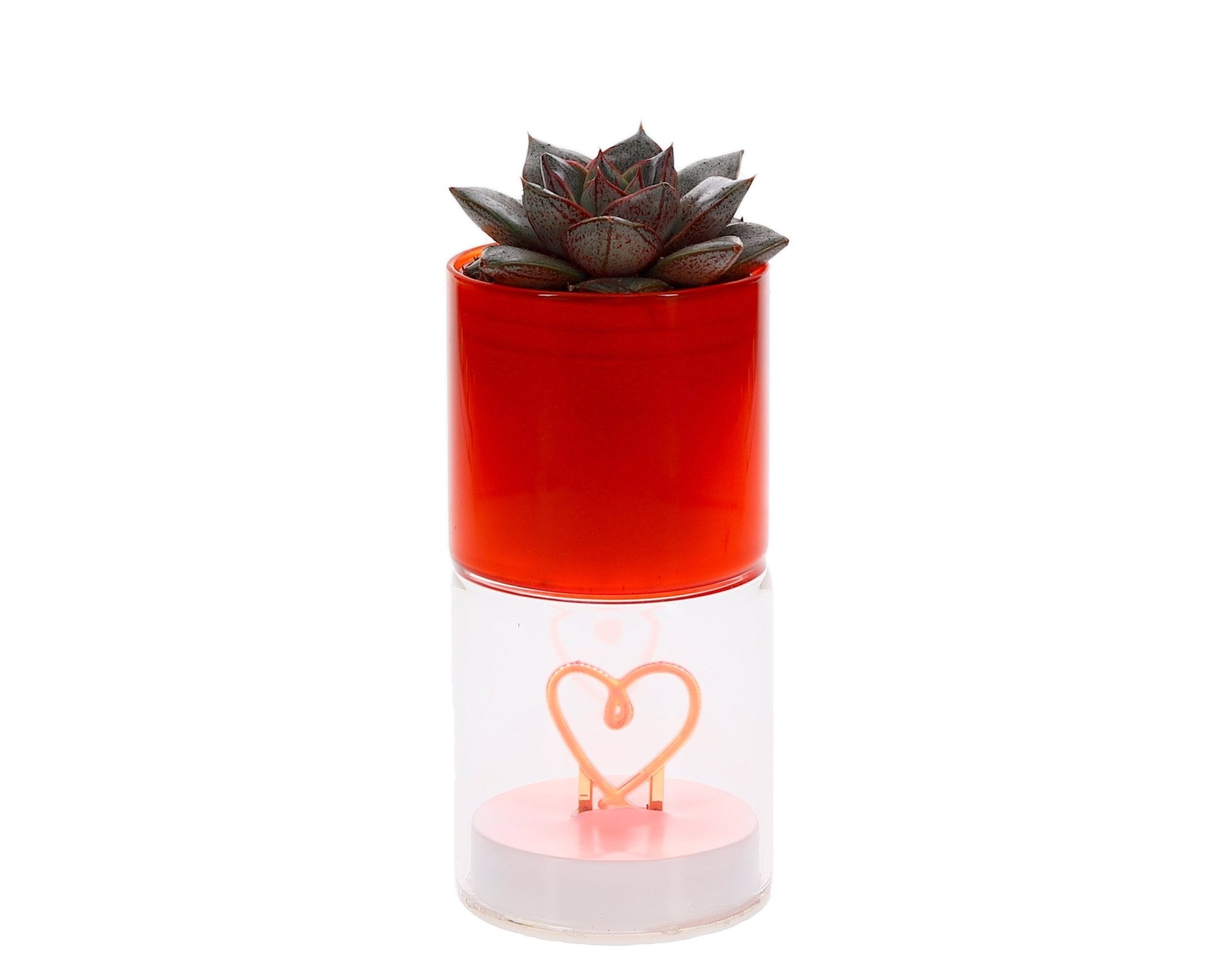 Love Green – LED Hartje & Cactus - The Green Bottle Garden