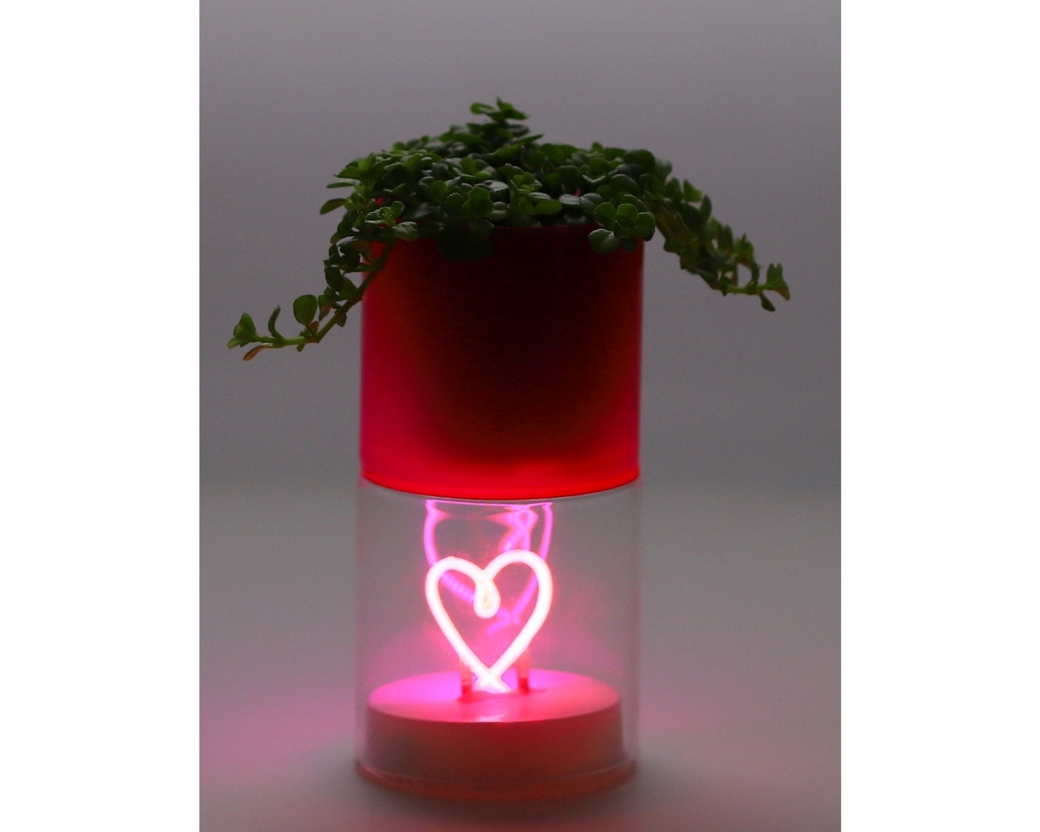Love Green – LED Hartje & Cactus - The Green Bottle Garden