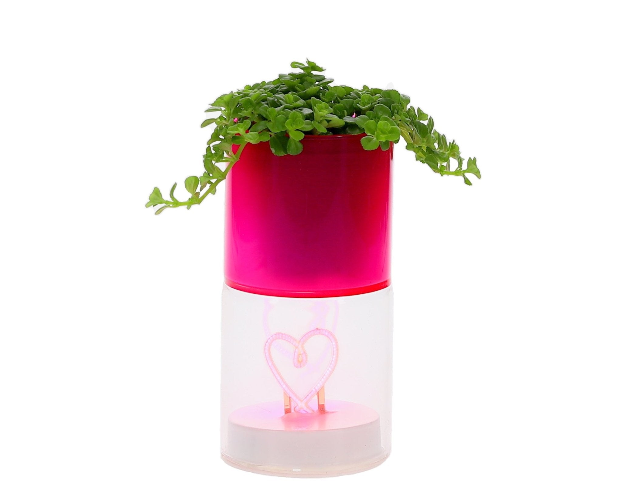 Love Green – LED Hartje & Cactus - The Green Bottle Garden