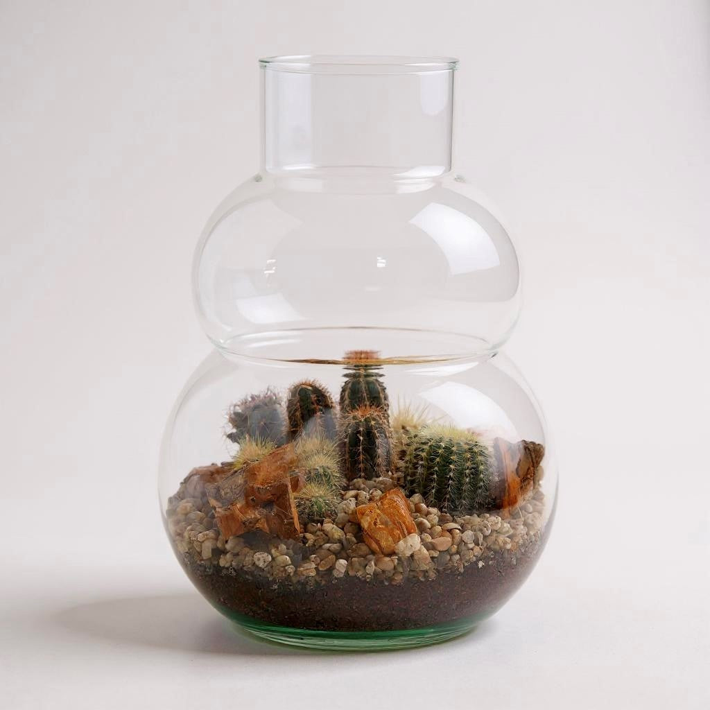 Cacti in Terrarium olaf