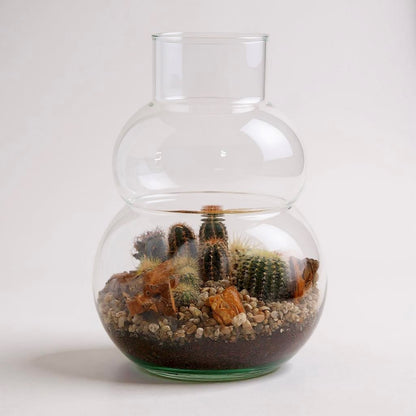 Cacti in Terrarium olaf