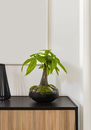 Pachira in vaas Iris - geldboom