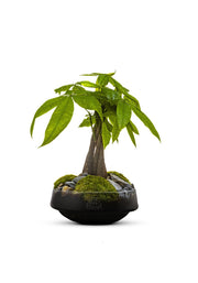 geldboom in vaas Iris - Pachira