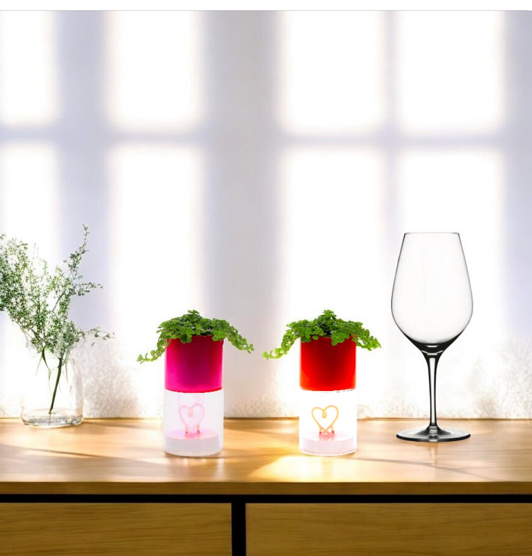 Pilea in Lighting Love (Roze & Rood) - The Green Bottle Garden