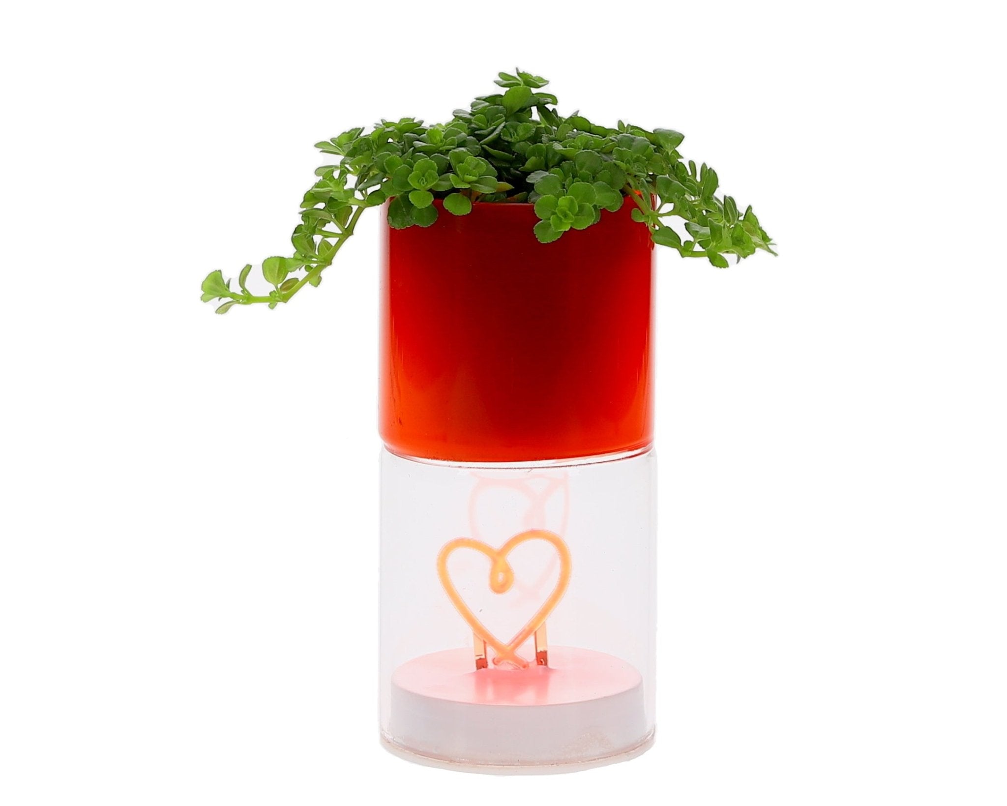 Pilea in Lighting Love (Roze & Rood) - The Green Bottle Garden