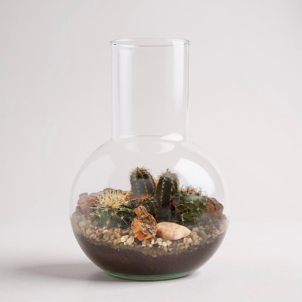 Cacti in Terrarium Suzanne