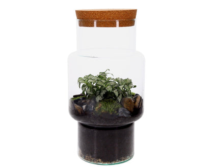 kant en klaar terrarium sara met fittonia