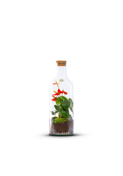 Bottle Anthurium - Green Bottle Garden