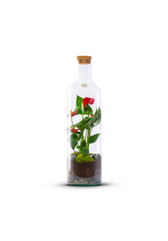 Bottle Anthurium - Green Bottle Garden