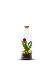 Bottle Bromelia - Green Bottle Garden