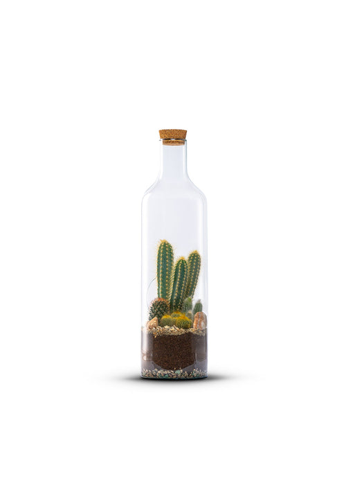 Bottle Cactussen - Green Bottle Garden