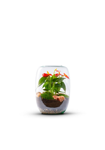 Terrarium Anthurium | Isabella - Green Bottle Garden