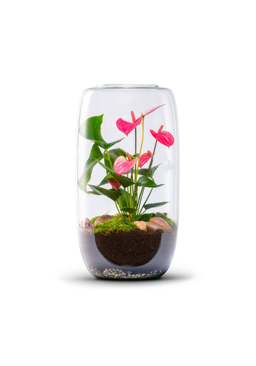 Terrarium Anthurium | Isabella - Green Bottle Garden